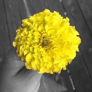 Meet your Posher, Zoe